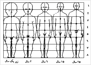 تغييرات اندازه‌هاى نسبى بدن پس از تولد

