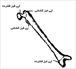 اپى‌فيزهاى فشرده در دو انتهاى استخوان طويل ران ديده مى‌شوند. اپى‌فيزها همچنين در محل اتصال تاندون عضله روى استخوان ديده مى‌شوند که به آنها اپى‌فيز کششى گفته مى‌شود.

