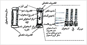 رشد يک استخوان طويل در دورهٔ کودکي. صفحهٔ نمو اپى‌فيز، بين دو سر استخوان و ساقهٔ آن در قسمت سمت راست بزرگتر نشان داده شده است تا نواحى که در آنها سلول‌هاى جديد استخوانى مى‌شوند ملاحظه شود

