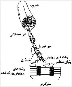 شکل عضله. به واحد اساسى (سارکومر) توجه کنيد

