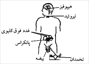 محل غدد مختلف درونريز