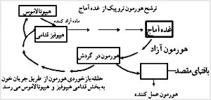 حلقهٔ غدد درون‌ريز -هيپوتالاموس- هيپوفيز قدامى نقش مهمى در تنظيم مقدار گردش ترشحات هورمونى دارد