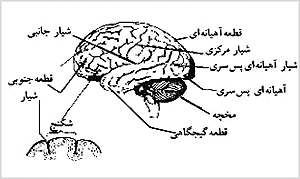 مغز و يک مقطع عرضى قشر خارجى آن