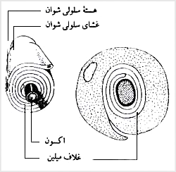 اکسون ميلين‌دار