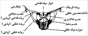 مقطع عرضى نخاع شوکى