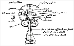 گذرگاه‌هاى حرکتى برون‌ هرمى