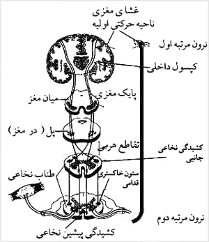 گذرگاههاى حرکتى هرمى