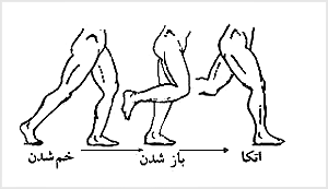 مرحلهٔ تاب دادن (از حالت باز به حالت خميده و از حالت خميده به حالت باز) و سپس
مرحلهٔ اتکاء شبيه مرحلهٔ زمانى بين دو لگدزدن