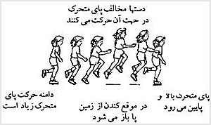 لى‌لى پيشرفته‌تر که در آن حرکات پا در مرحلهٔ ۳ و حرکات دست در مرحلهٔ ۴ قرار دارد. پاى متحرک لى‌لى را هدايت مى‌کند. اگرچه دامنهٔ حرکت پاى متحرک زياد است، ولى هنوز مى‌تواند بيشتر از اين هم باشد. دست مخالف پاى متحرک در جهت آن حرکت مى‌کند، اما دست ديگر حرکت مخالف را انجام نمى‌دهد.

