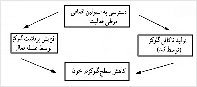 پاسخ متابوليکى به فعاليت در ديابت