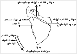 عضلات عمل‌کننده و حرکات کتف در جهات مختلف

