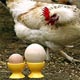 مصرف مرغ و تخم‌مرغ پخته، خطری برای ابتلا به آنفلوانزای مرغی ندارد