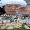 اولین موارد ابتلای انسانی به آنفلوآنزای پرندگان در چین