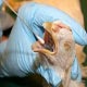 دكتر شهرام ربانی،آسیا نگران فراگیر شدن آنفلوآنزای پرندگان