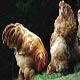هشدار درباره زیان‌‌های اقتصادی آنفلوآنزای مرغی در آسیا