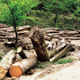 ۲مقام مخالف تخریب جنگل‌های گیلان بركنار شدند