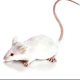سرعتی ترین موش دنیا با کمک مهندسی ژنتیک ایجاد شد