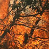 آتش‌سوزی جنگل‌ها یكی از علل تولید گازهای گلخانه‌ای است