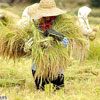 عبور از كمند رشد جهانی قیمت برنج