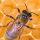 زهر زنبور عسل در درمان بیماری MS مؤثر است
