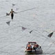 بندباز چینی ، طول رودخانه سئول را در عرض ۱۱ دقیقه طی كرد