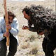 اکران یک فیلم تازه و عبور "آواز گنجشک‌ها" از مرز ۱۰۰ میلیون