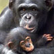 استفاده هم زمان شامپانزه ها از دو ابزار مختلف برای خرد کردن غذا