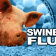 ضرورت درمان سریع آنفلوآنزای خوکی