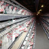 ادامه بحران در واحدهای مرغ تخم‌گذار!