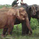 كشف یك فیل سفید در برمه