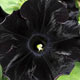تصاویر اولین گل اطلسی سیاه دنیا + عکس