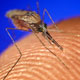 مالاریا تا سه سال آینده در ایران ریشه کن می شود