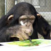 شامپانزه نقاش در برزیل!
