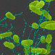 ورود باکتری سالمونلا به روده ها با کمک سیستم ایمنی