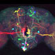 تصاویر رنگین کمان در مغز مگس میوه + عکس
