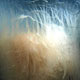 تصاویر یک گونه جدید عروس دریایی همنوع خوار + عکس