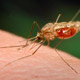 علائم بیماری «مالاریا» چیست؟
