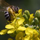 بیمه زنبورداران؛ ۱۵ درصد سهم زنبوردار و ۸۵ درصد سهم دولت