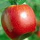 صادرات سیب ایران كاهش یافت