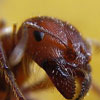 مورچه‌ها مبدع اینترنت هستند!