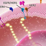 موفقیت محققان کشور در تولید نانوذرات درمان حرارتی سرطان پستان