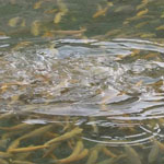 پتانسیل تولید سالانه ۵۰۰۰ تن ماهی در سمنان
