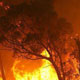گرمای سوزان، جنگل‌های استرالیا را به آتش کشید