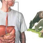 هشدار وزارت بهداشت نسبت به شش بیماری مشترک میان انسان و حیوان در فصل گرما