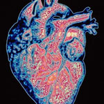 زنان دیابتی در معرض خطر ابتلا به بیماری‌ کرونری قلب
