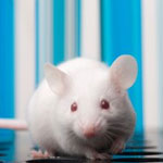 موفقیت دانشمندان در جوان کردن موش‌های پیر مبتلا به ام‌اس