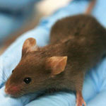 رشد دوباره مو، بافت‌ و استخوان موش‌ها با تکنیک جدید دانشمندان