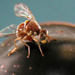 نخستین آزمایش میدانی حشرات تراریخته در اروپا