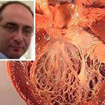 تایید ایمنی سلول درمانی نارسایی قلبی با همکاری دانشمند ایرانی