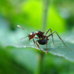 حل اسرار چگونگی بقای مورچه‌ها در برابر سیل